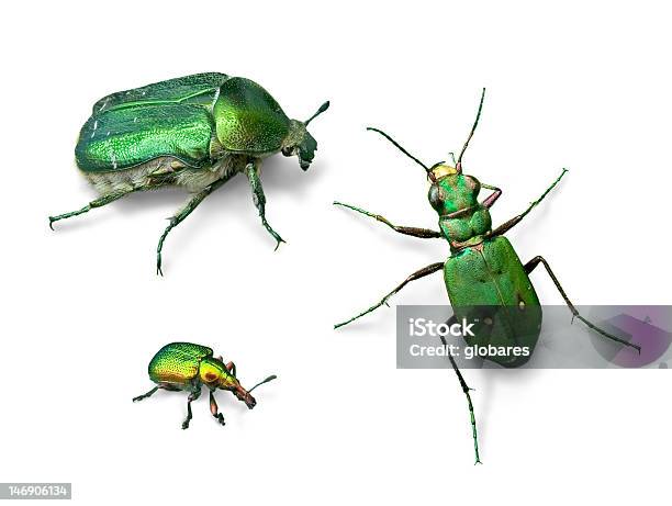 Verde Coleotteri - Fotografie stock e altre immagini di Cetonia - Cetonia, Coleottero, Colore verde