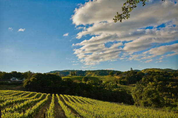 vineyard in los gatos hills california - healey imagens e fotografias de stock