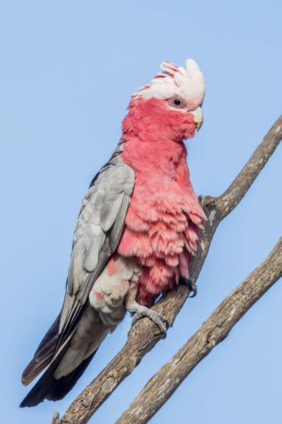 istock Galah Cockatoo in Australia 1469062057