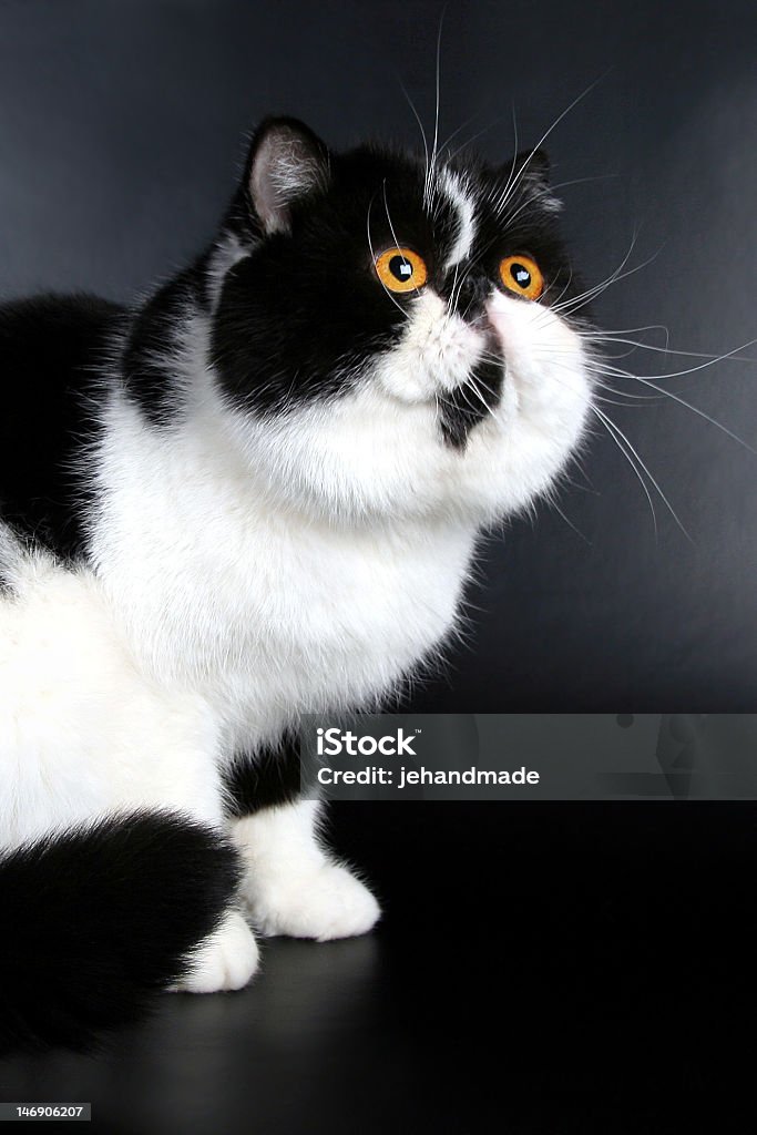 Egzotyczne czarny i biały Kot - Zbiór zdjęć royalty-free (Pomarańczowy)