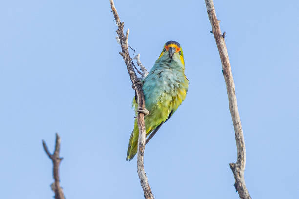 istock Purple-crowned Lorikeet in Australia 1469062100