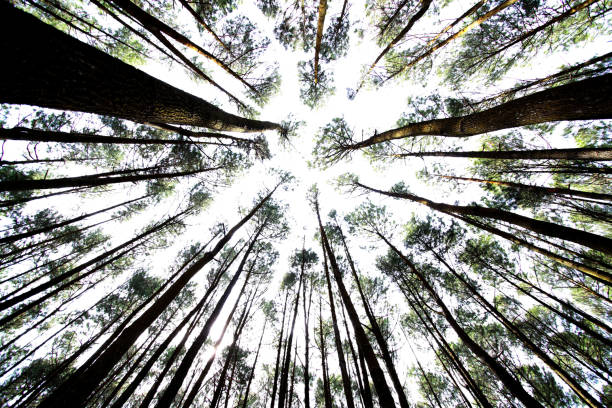 istock Photos of trees in the forest 1469062186