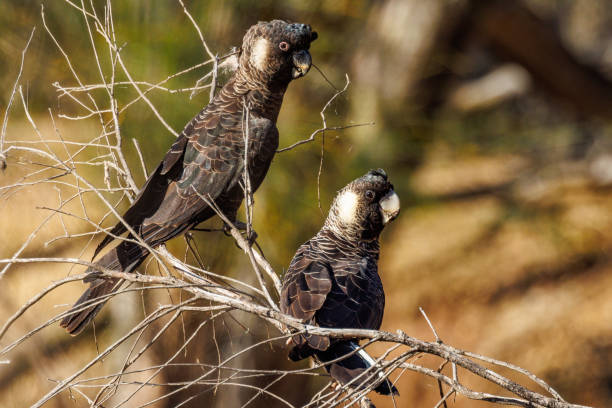 istock Carnaby's Black Cockatoo in Australia 1469062254