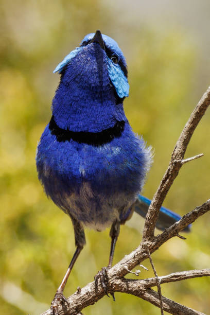 istock Splendid Fairywren in Australia 1469062317