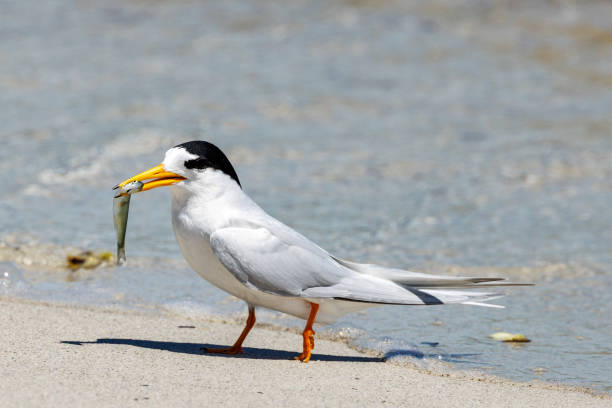 istock Australian Fairy Tern in Australia 1469062325