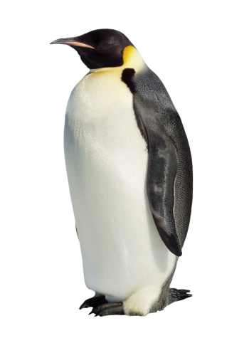 Aislado pingüino emperador photo