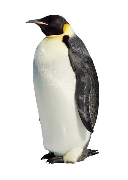 Isolated Emperor Penguin stock photo