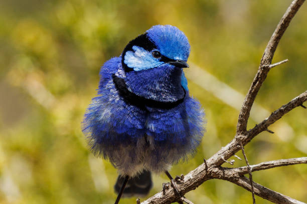 istock Splendid Fairywren in Australia 1469062831