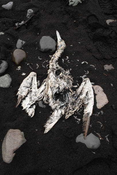 toter vogelkörper, gefrorene tierleiche am schwarzen vulkanischen sandstrand. schöne tragödie, brutalität wildlife frame. das konzept des globalen aussterbens der tiere. island, vatnajokull - sand dune stock-fotos und bilder