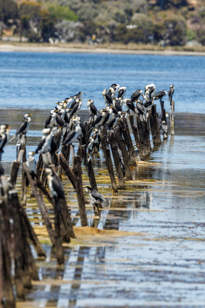 istock Little Pied Cormorant in Australia 1469062869