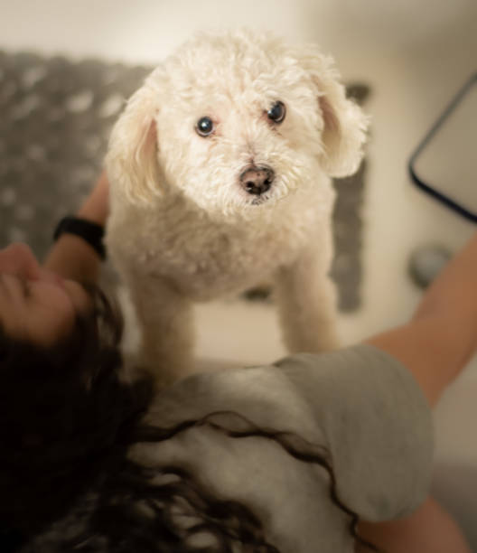 istock Giving a white dog a bath 1469062874
