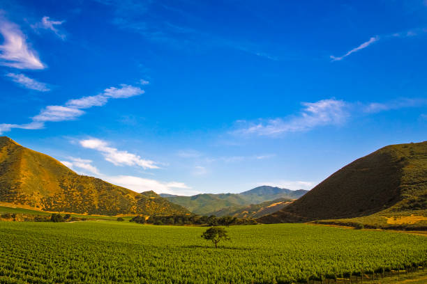 istock Lone tree in a Vineyard in Arroyo Seco California 1469062884