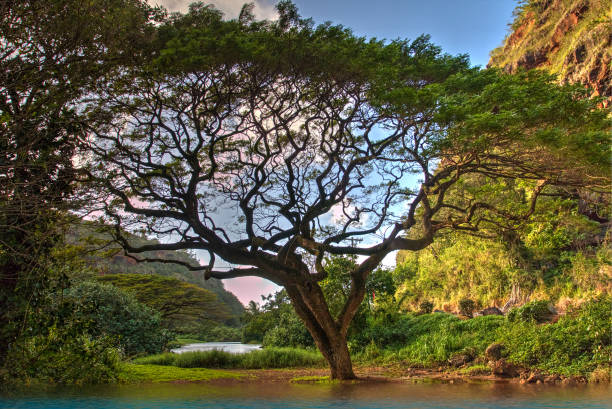 Waimea Valley tree on the North Shore Oahu