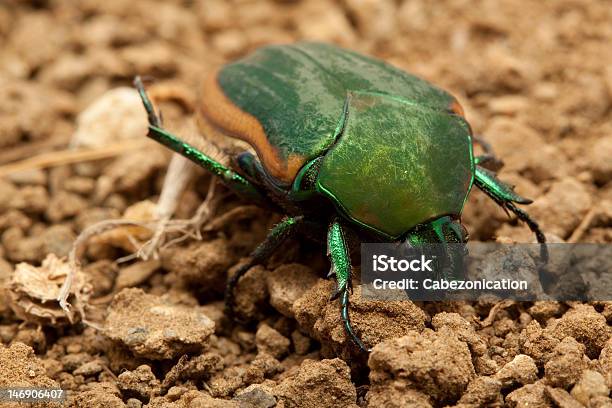 Beetle On A Leaf Stock Photo - Download Image Now - Animal, Animal Body Part, Animal Leg