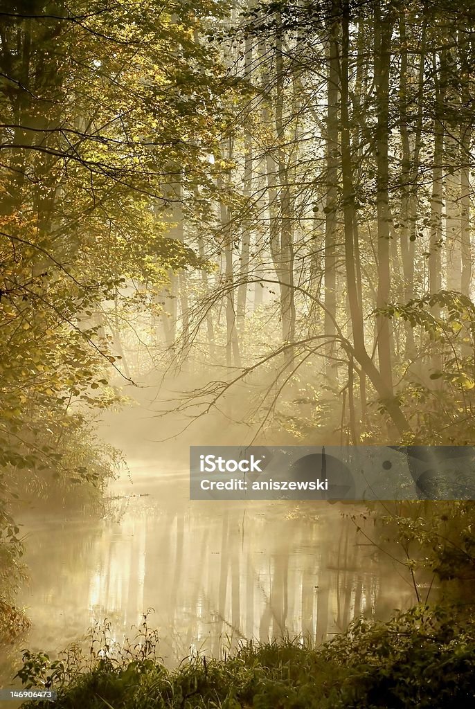 Rivière dans la Forêt d'automne brumeux à l'aube - Photo de Fleuve et rivière libre de droits