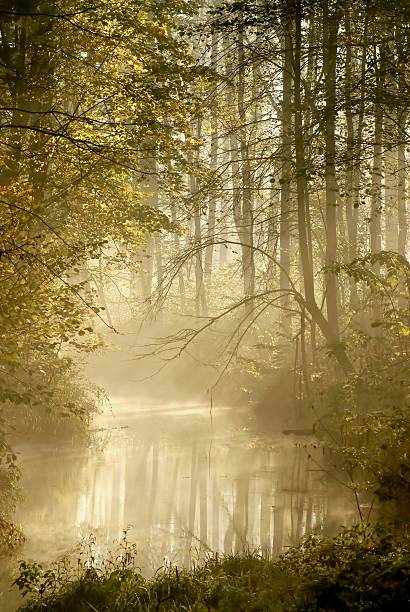 Beautiful autumn forest with mist floating over the river and the sun shining between the trees.