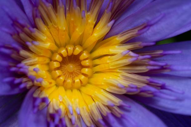 istock Lotus water lily and pollen. 1469065135