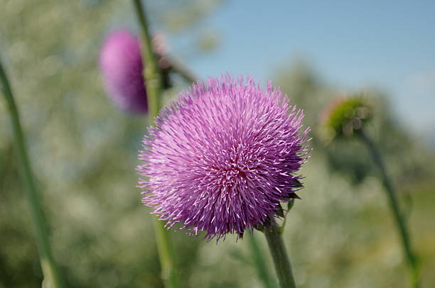 Purple thistles stock photo