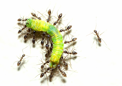 Ants help carrying Caterpillar - animal behavior.
