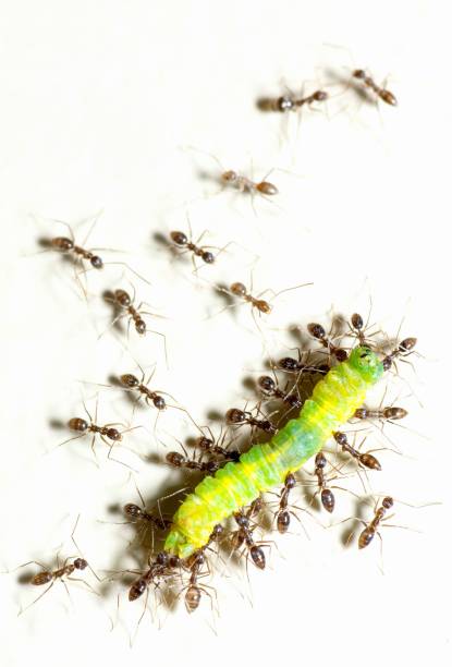 개미는 애벌레 - 동물 행동을 운반하는 데 도움이됩니다. - teamwork ant cooperation challenge 뉴스 사진 이미지