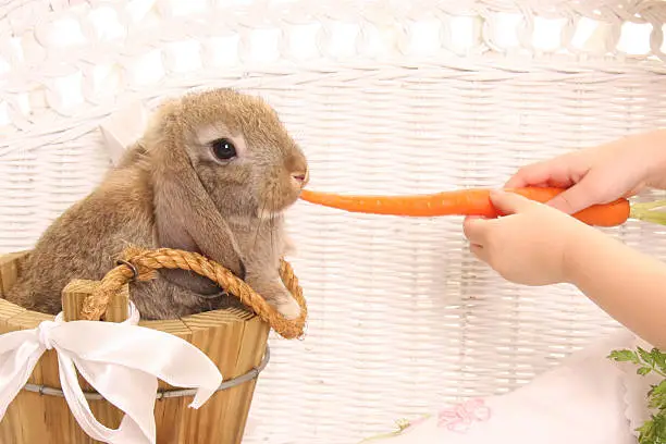 Brown bunny eating a carrot out of a child's hand!