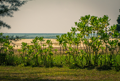 Green vegetation along the coastal area of Sabah Malaysia with South China Sea in background