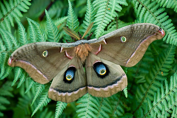 Polyphemus moth stock photo