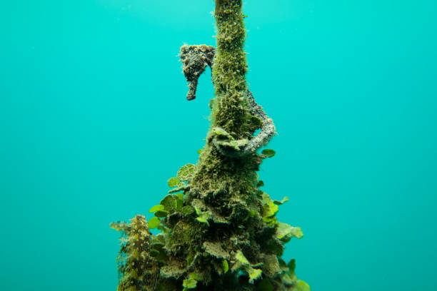 Seahorses - Stock Photo