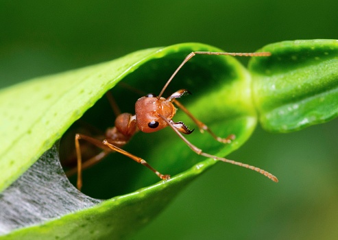 Ant guarding nest's entrance - animal behavior.