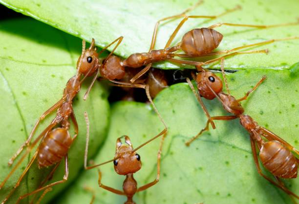 istock Ants help biting green leaf to build nest - animal behavior. 1469066813