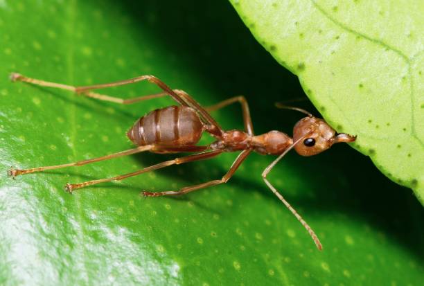 istock Ants help biting green leaf to build nest - animal behavior. 1469066814