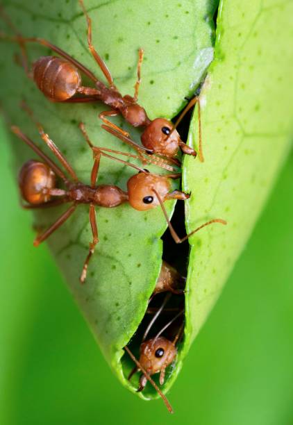 개미는 둥지 동물 행동을 만들기 위해 녹색 잎을 물고 도와줍니다. - teamwork ant cooperation challenge 뉴스 사진 이미지