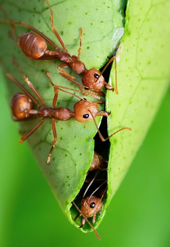Ants help biting green leaf to build nest - animal behavior.