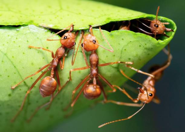 istock Ants help biting green leaf to build nest - animal behavior. 1469066848