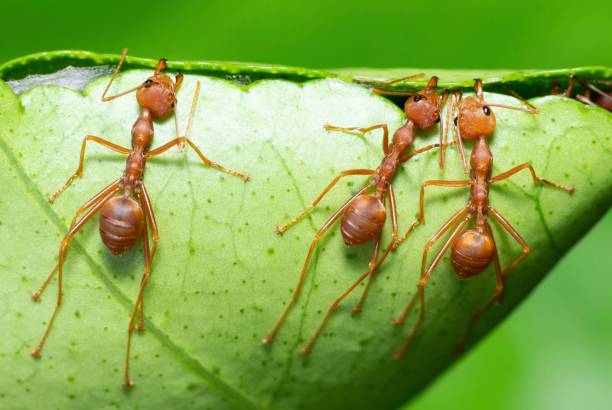 개미는 둥지 동물 행동을 만들기 위해 녹색 잎을 물고 도와줍니다. - teamwork ant cooperation challenge 뉴스 사진 이미지