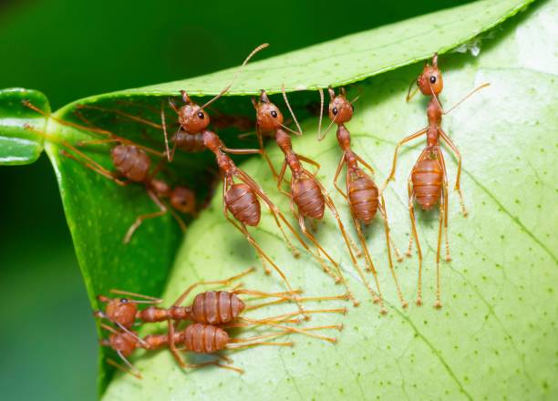 istock Ants help biting green leaf to build nest - animal behavior. 1469066878