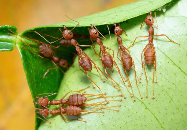istock Ants help biting green leaf to build nest - animal behavior. 1469066904