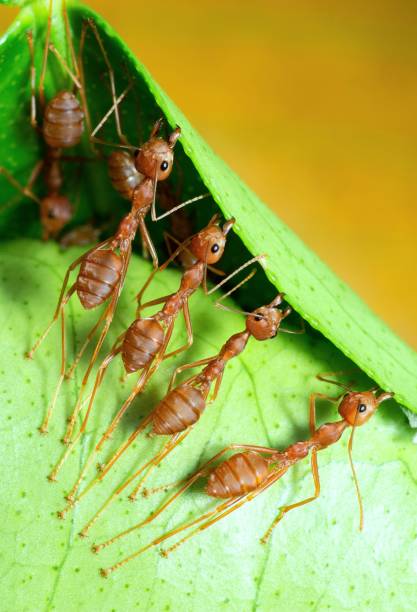istock Ants help biting green leaf to build nest - animal behavior. 1469067767