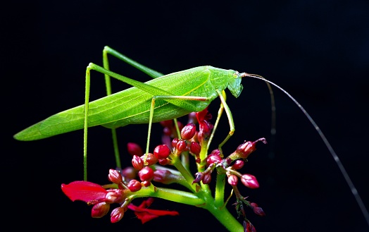 Grasshopper on red flower - animal behavior.