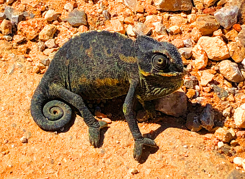 Little and cute Chameleon on land