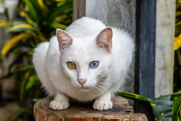 White cat stock photo