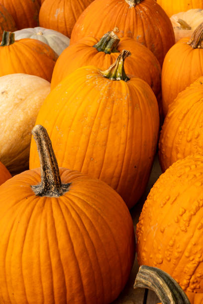 istock Halloweens pumpkins on a farm 1469069651