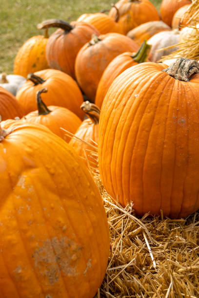 istock Halloweens pumpkins on a farm 1469069722
