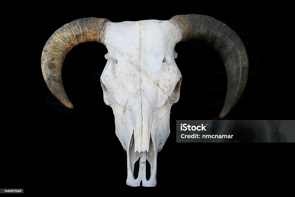 Cow Skull - Стоковые фото Бык - животное роялти-фри