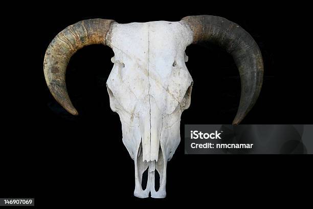 Cow Skull — стоковые фотографии и другие картинки Бык - животное - Бык - животное, Горизонтальный, Домашние животные