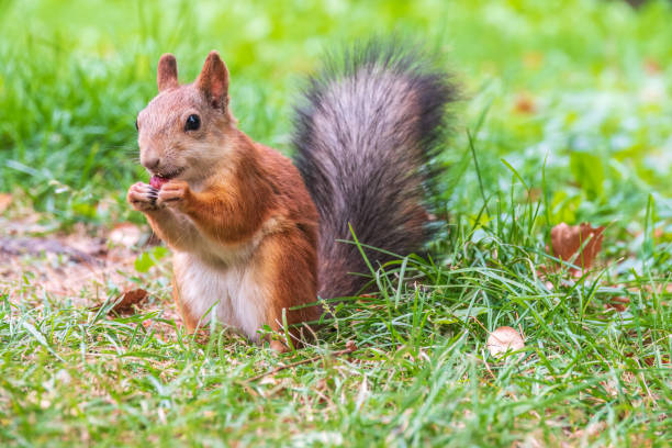 istock Autumn squirrel with nut sits on green grass with fallen yellow leaves 1469070747