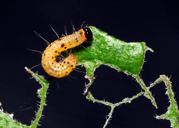 istock Caterpillar eating Leaf - animal behavior. 1469070770