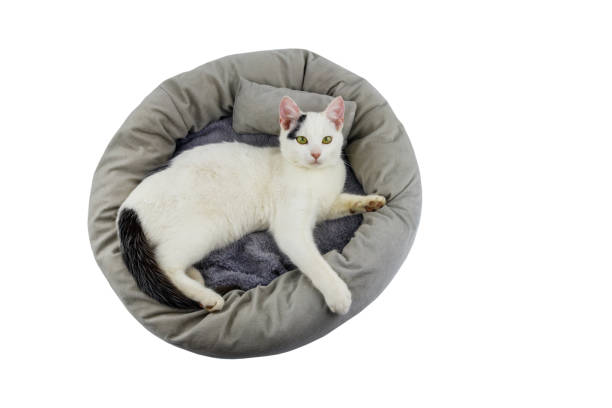 istock White cat lying in comfortable pet bed isolated on white background 1469070788
