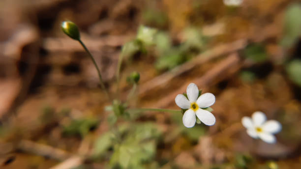 istock Close up macro of a small white flower in nature 1469070841