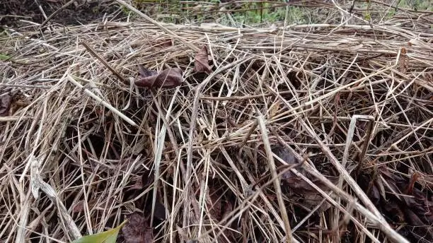 Photo of Piles of dry leaves and grass ready to be burned. Background with the theme of environmental organic waste in the form of dry grass.